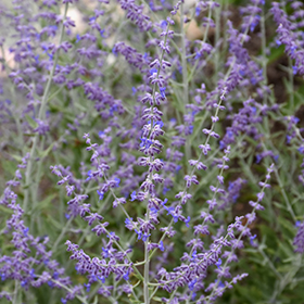 Little Spire Russian Sage #1 gallon pot