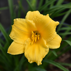 Stella de Oro Daylily #2 gallon pot