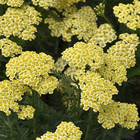 Sunny Seduction Yarrow #1 gallon pot