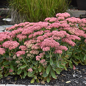 Autumn Fire Stonecrop #2 gallon pot