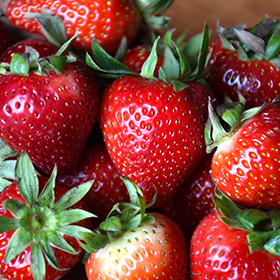 Ozark Beauty Strawberry 4.25"/quart pot - Chef Jeff