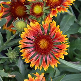 Spintop Copper Sun Blanket Flower #2 gallon pot