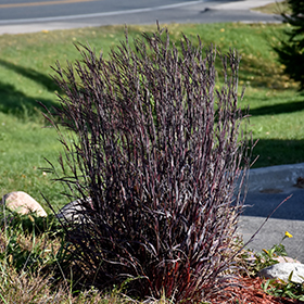 Blackhawks Bluestem #2 gallon pot
