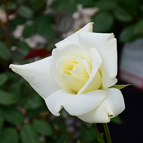 John F. Kennedy Rose #3 gallon pot