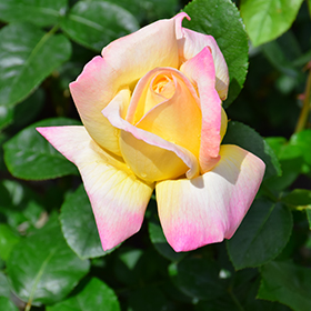 Peace Rose #3 gallon pot