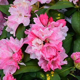 Yaku Prince Rhododendron #1 gallon pot