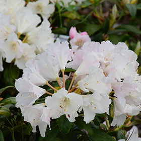 Yaku Princess Rhododendron #1 gallon pot