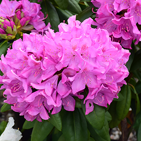 Roseum Pink Rhododendron #6 gallon pot - 24-30" spread