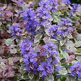 Burgundy Glow Bugleweed 3.25"/pint pot