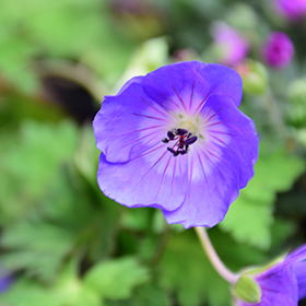 Rozanne Cranesbill #2 gallon pot