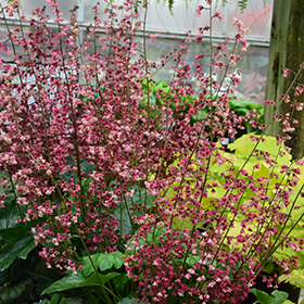 Berry Timeless Coral Bells #1 gallon pot