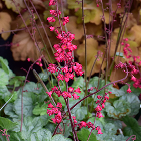 Dolce Spearmint Coral Bells 4.25"/quart pot - Proven Winners