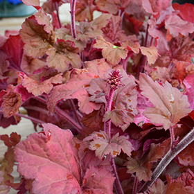 Primo Mahogany Monster Coral Bells 4.25"/quart pot - Proven Winners