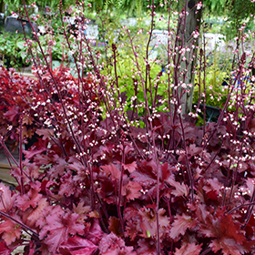 Dolce Cherry Truffles Coral Bells #1.5 gallon pot - Proven Winners