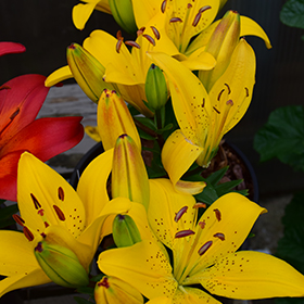 Golden Matrix Lily #2 gallon pot
