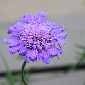 Butterfly Blue Pincushion Flower 4.25"/quart pot