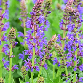 Sallyrosa April Night Meadow Sage #2 gallon pot
