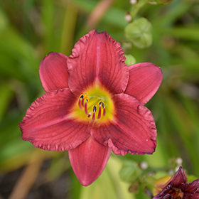 Pardon Me Daylily #1 gallon pot