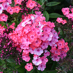 Garden Girls Glamour Girl Garden Phlox #1 gallon pot - Proven Winners