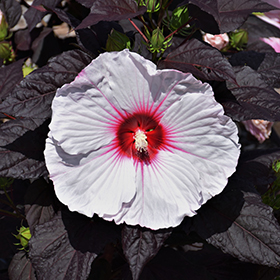 Dark Mystery Hibiscus #2 gallon pot