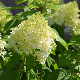 Limelight Hydrangea #3 gallon pot - Proven Winners