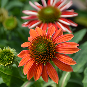 Artisan Red Ombre Coneflower #2 gallon pot
