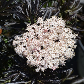 Laced Up Elder #3 gallon pot