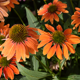 Artisan Soft Orange Coneflower #1 gallon pot