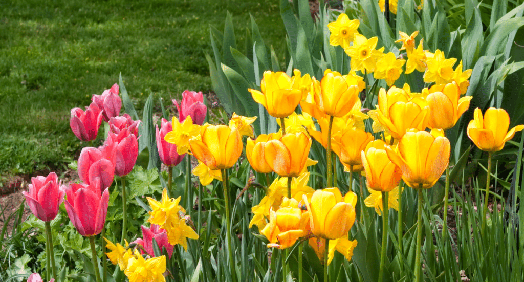 May Gardening Tips