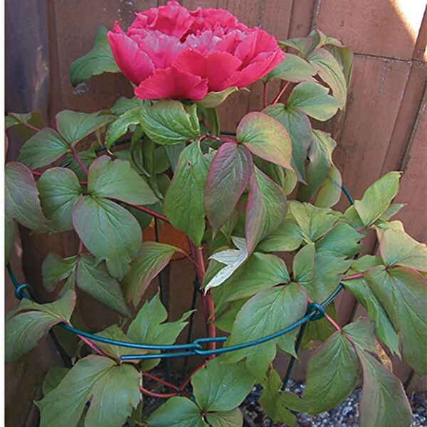 14 inch Peony Ring