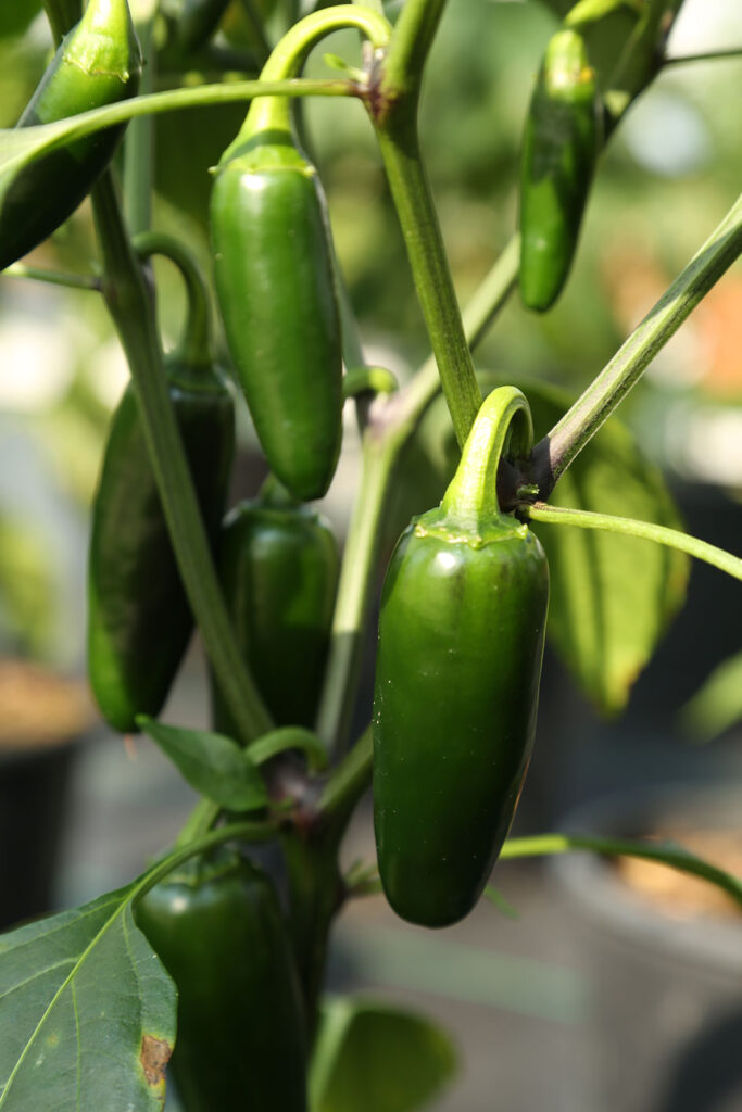 Chef Jeff “Mucho Nacho” Salsarific Pepper