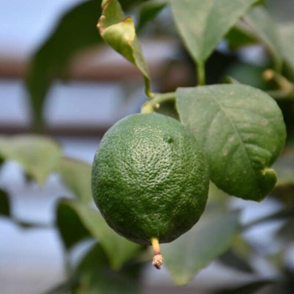 Persian Lime #3 gallon pot