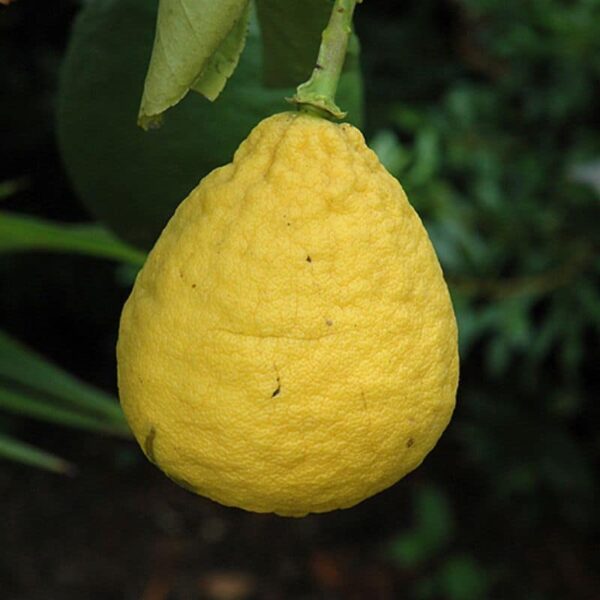 Ponderosa Lemon #3 gallon pot