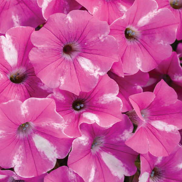 Proven Winners Supertunia Raspberry Rush