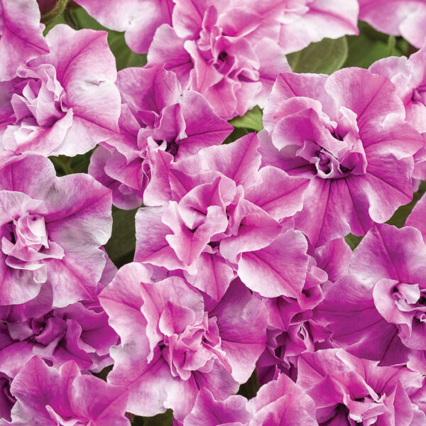 Proven Winners Supertunia Sharon Double Petunia