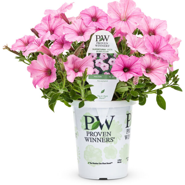 Proven Winners Supertunia Vista Bubblegum Petunia