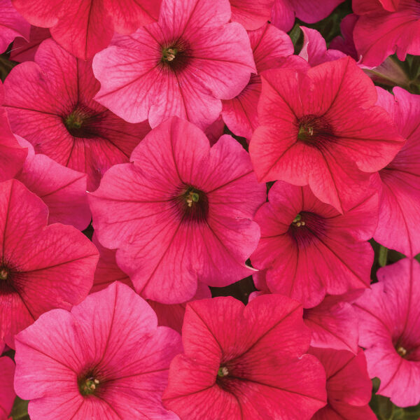 Proven Winners Supertunia Vista Paradise Petunia