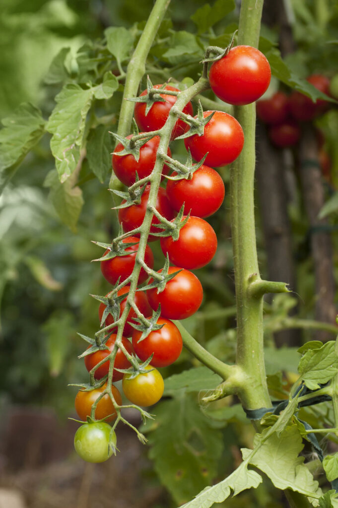 Chef Jeff “Sweet 100” Tomato