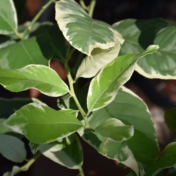 Variegated Pink Eureka Lemon #1 gallon pot