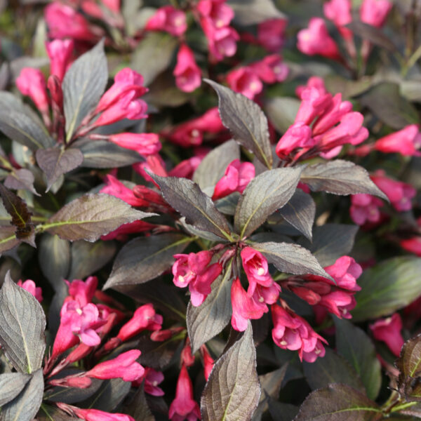 Proven Winners Weigela Spilled Wine