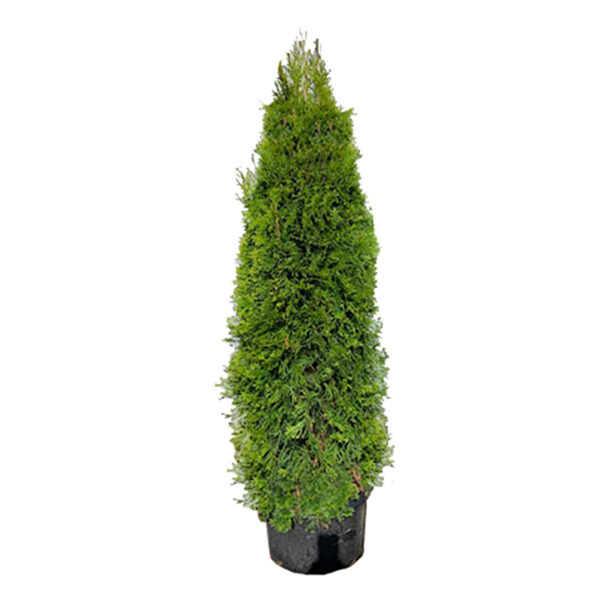 Emerald Green Arborvitae