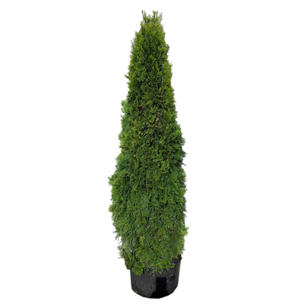 Emerald Green Arborvitae